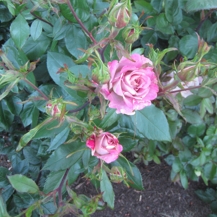 Rosa 'Meivanae'  - Pinkerbelle™ Rose - Shipped