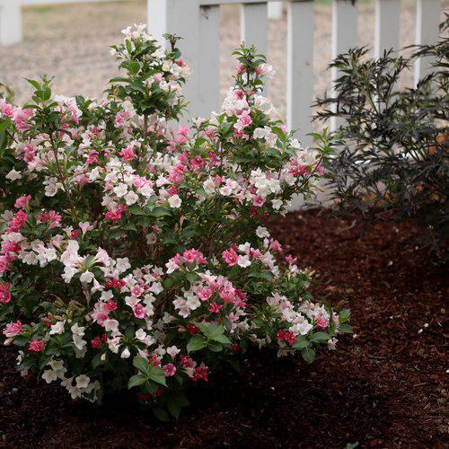 Czechmark Trilogy® Weigela - Shipped