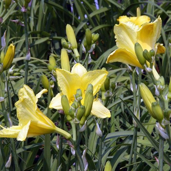 Happy Returns Daylily - Shipped