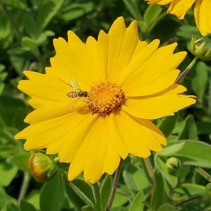 Coreopsis pubescens 'Sunshine Superman'  - Sunshine Superman Star Tickseed - Shipped