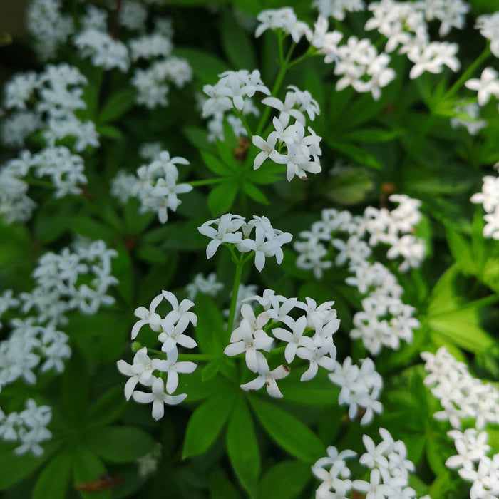 Sweet Woodruff - Shipped