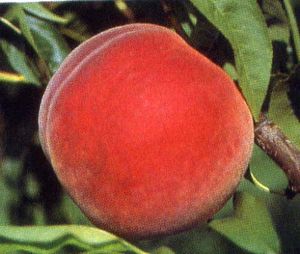 PEACH (PRUNUS PERSICA) 'MADISON' - In Store Pickup