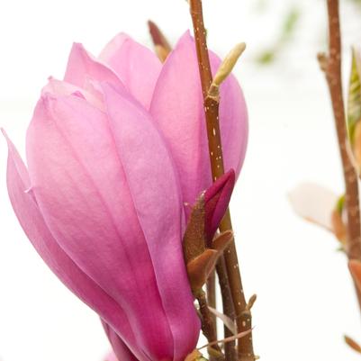 MAGNOLIA LILIIFLORA `ANN` - In Store Pickup