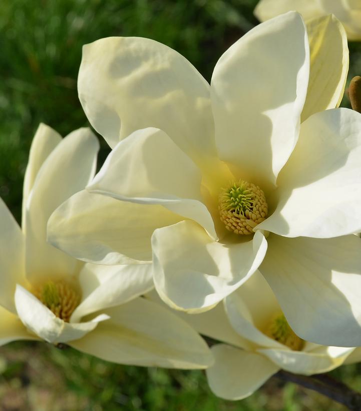 MAGNOLIA `ELIZABETH` - In Store Pickup