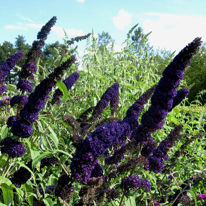 Buddleia 'Black Knight'  - Black Knight Butterfly Bush - Shipped
