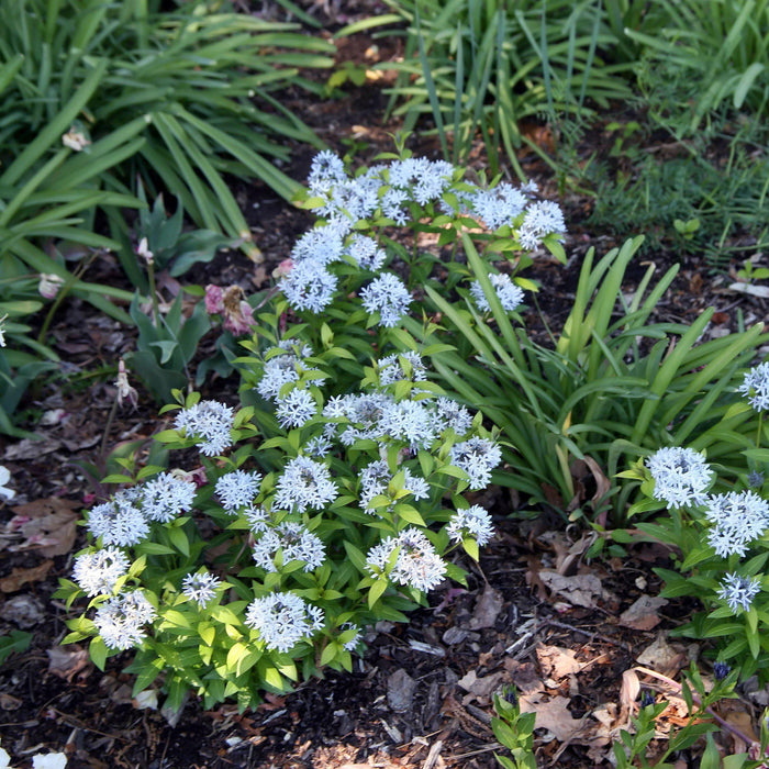 Amsonia 'Blue Ice'  - Blue Ice Blue Star - Shipped