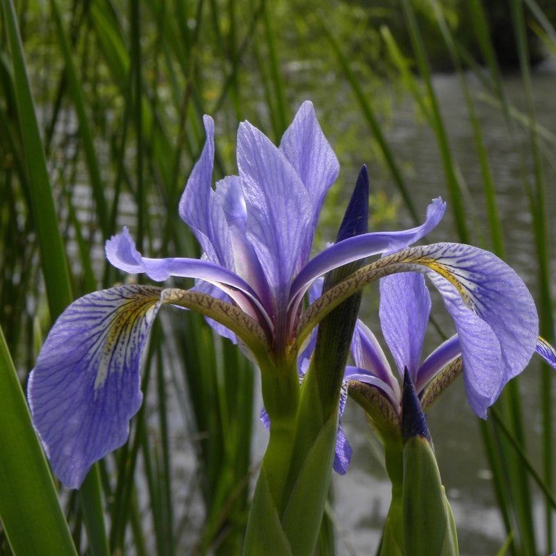 Northern Blue Flag Iris, Harlequin Blue Flag - Shipped