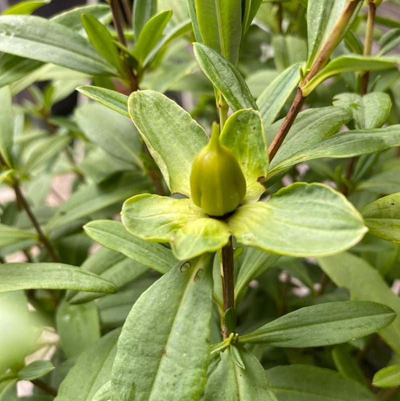 Sunburst St. John's Wort - Shipped