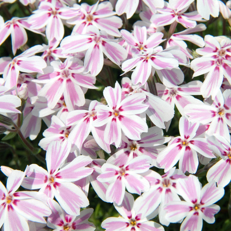 Candy Stripes Creeping Phlox - Shipped
