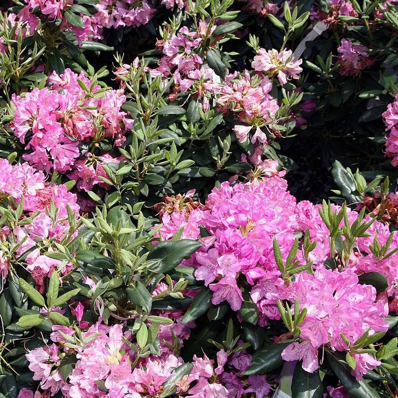Roseum Elegans Rhododendron - Shipped