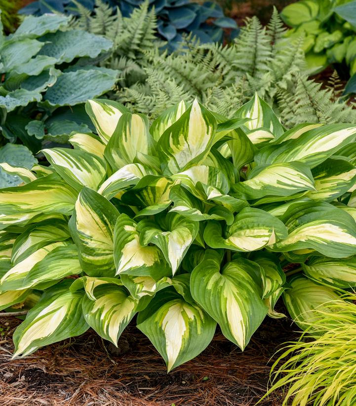 HOSTA SHADOWLAND `MISS AMERICA` - In Store Pickup