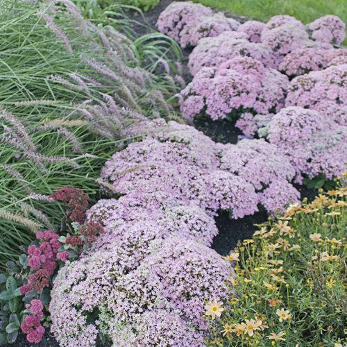 Sedum ‘Pure Joy’  - Rock 'N Round™ Pure Joy Stonecrop - Shipped
