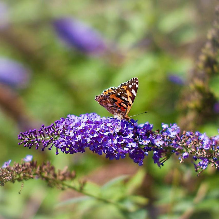 Buddleja davidii 'Nanho Blue'  - Nanho Blue Butterfly Bush - Shipped
