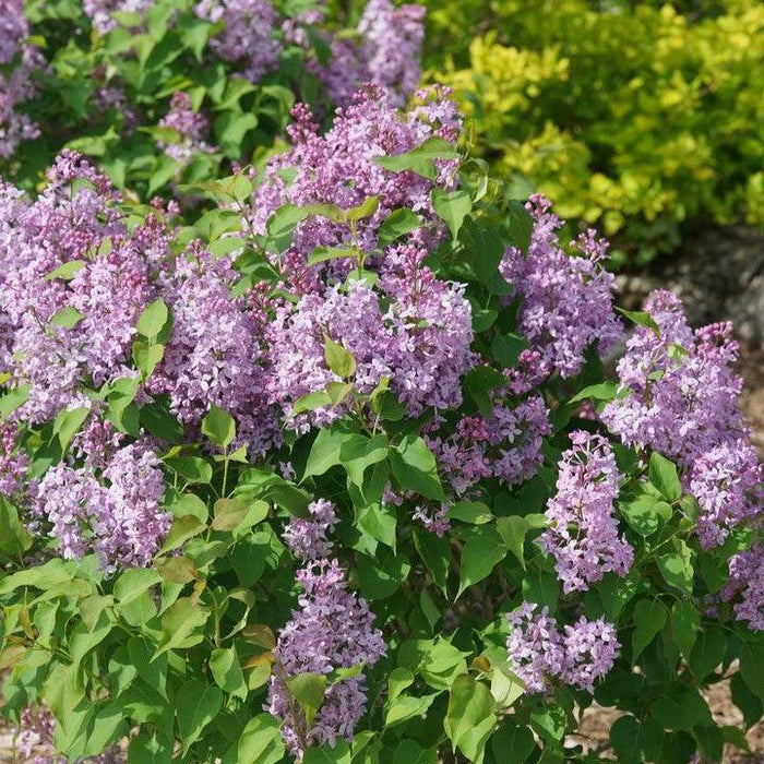 Syringa x hyacinthiflora 'SMNSHSO'  - Scentara® Pura Lilac - Shipped