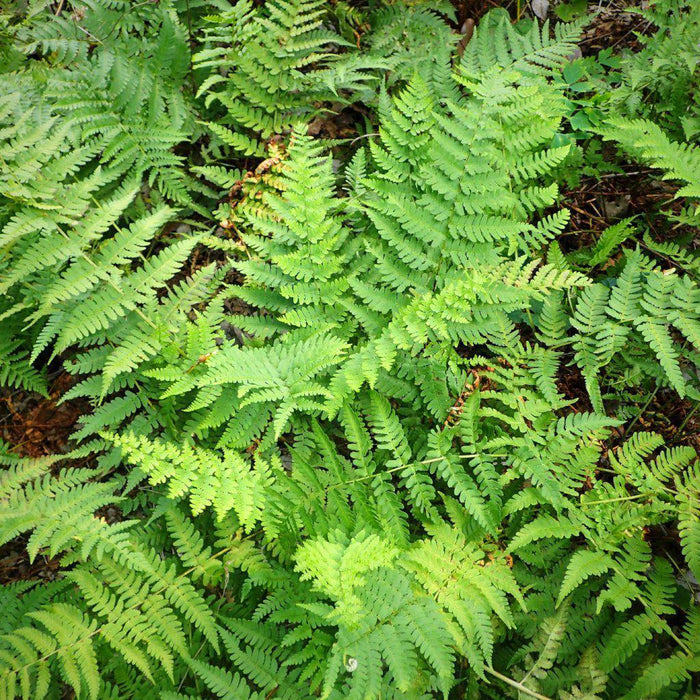 Dryopteris marginalis  - Eastern Wood Fern, Leatherwood Fern - Shipped
