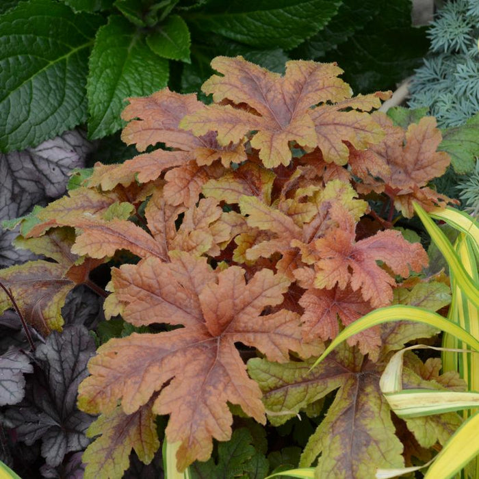 Heuchera 'Hopscotch'  - PW® Fun and Games® Hopscotch Coral Bells - Shipped