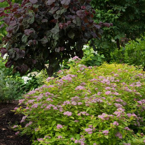 Double Play® Big Bang Spirea - Shipped