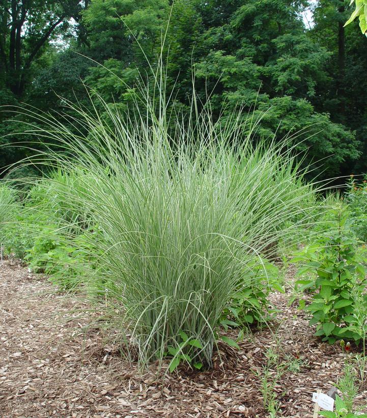 JAPANESE SILVER GRASS (MISCANTHUS SINENSIS) `MORNING LIGHT` - In Store Pickup