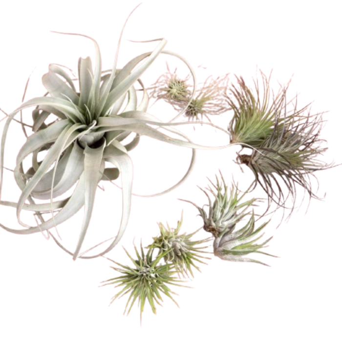 Mothers Day Air Plant Bundle