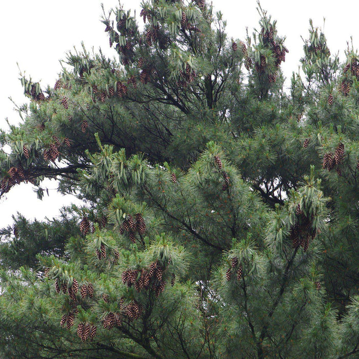 Pinus strobus  - White Pine - Shipped