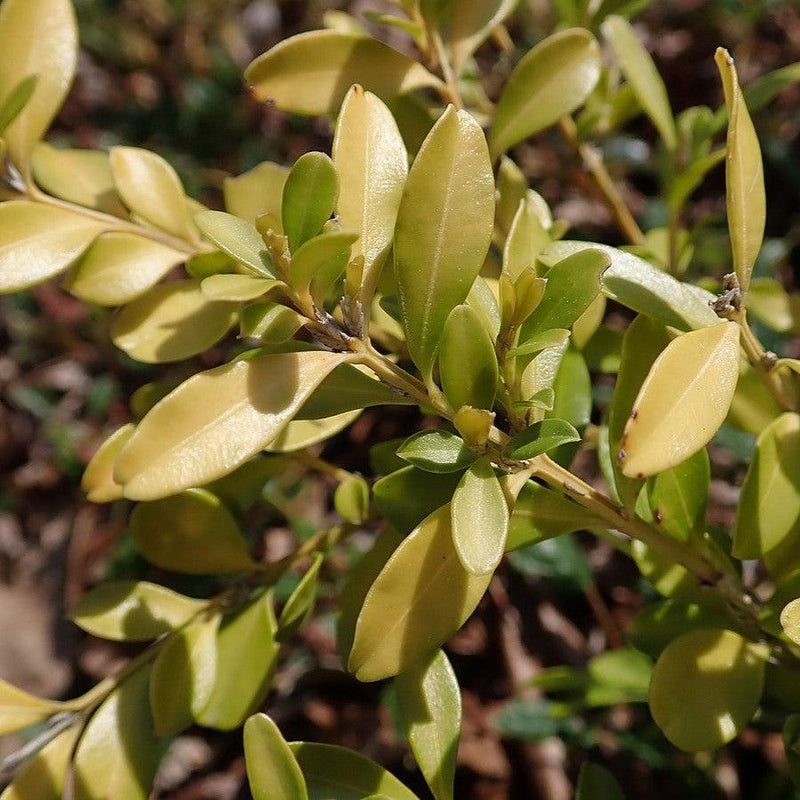 Tide Hill Boxwood - Shipped