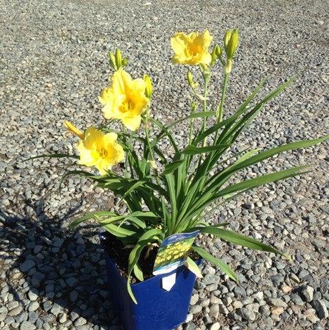 Happy Returns Daylily - Shipped