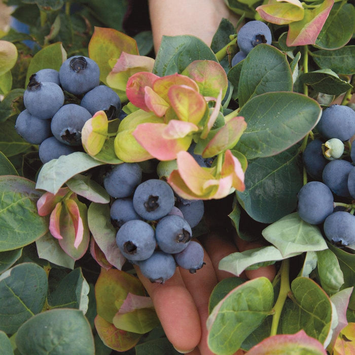Vaccinium corymbosum 'ZF06-043'  - Peach Sorbet® Blueberry - Shipped