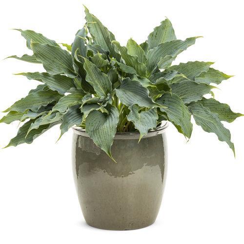 Hosta 'Waterslide' PP30303  - PW® Shadowland® 'Waterslide' Hosta - Shipped