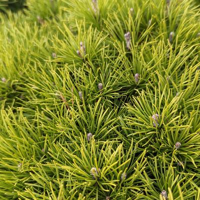 MUGO PINE (PINUS MUGO) VAR. `ENCI` - In Store Pickup