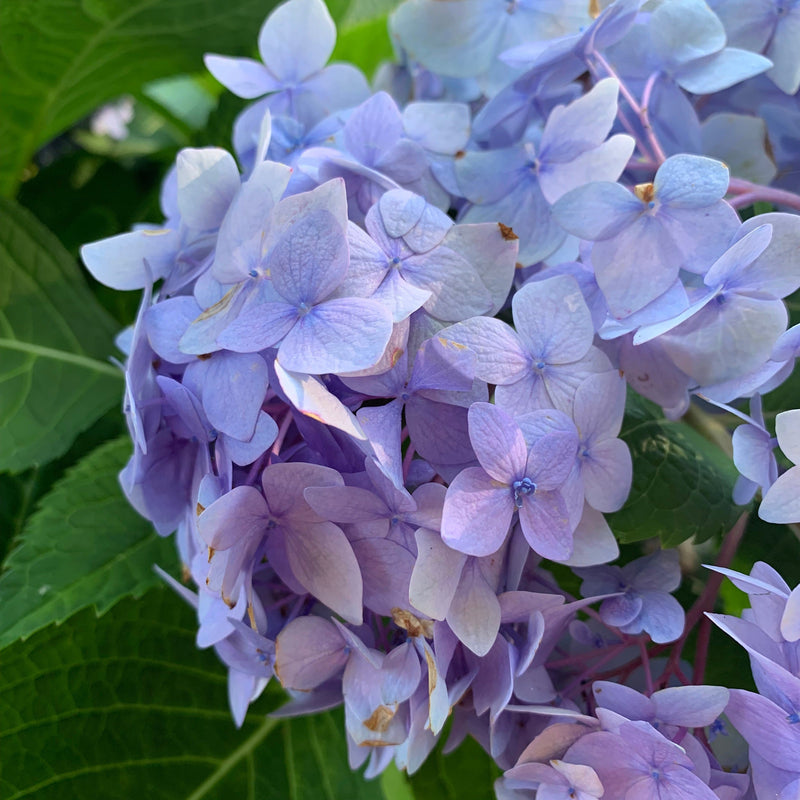 Endless Summer® The Original Hydrangea - Shipped