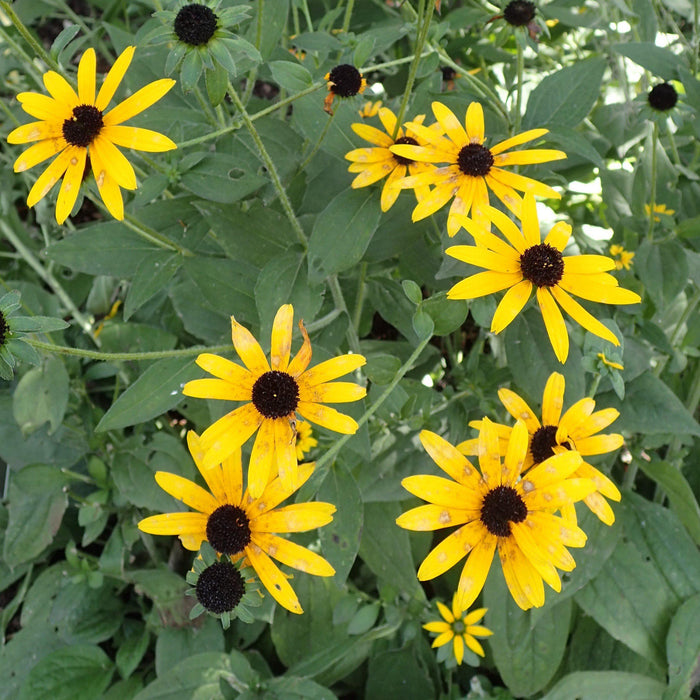 Rudbeckia fulgida var. deamii  - Deam's Black-Eyed Susan - Shipped