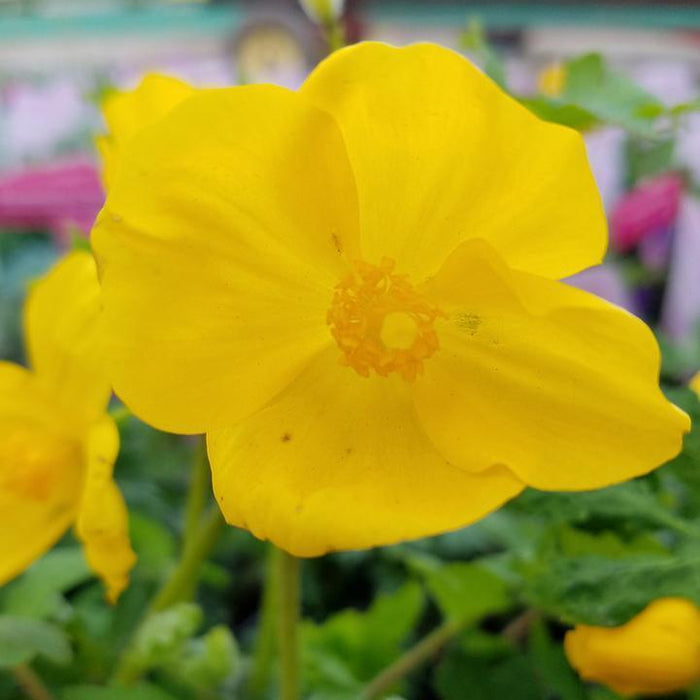 Stylophorum diphyllum  - Celandine Poppy - Shipped