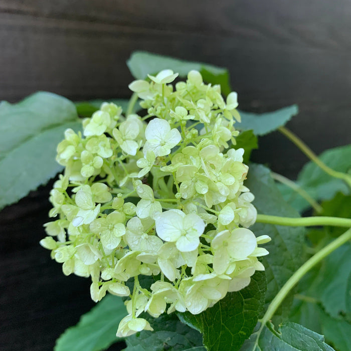 Hydrangea arborescens 'Annabelle'  - Mophead Hydrangea, Annabelle Hydrangea - Shipped