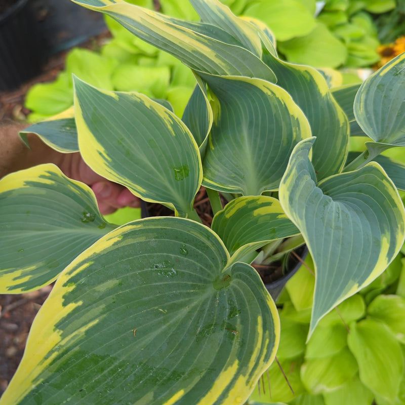 First Frost Hosta - Shipped