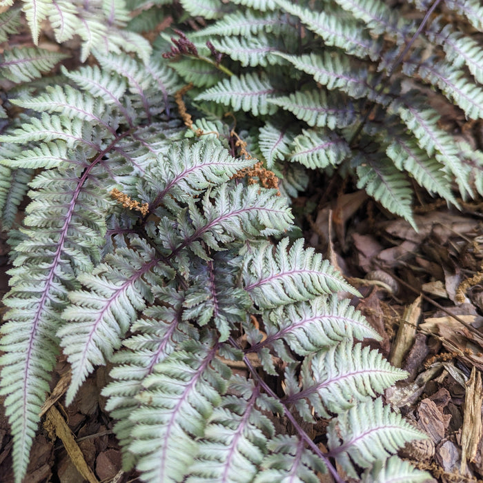 Japanese Painted Fern
