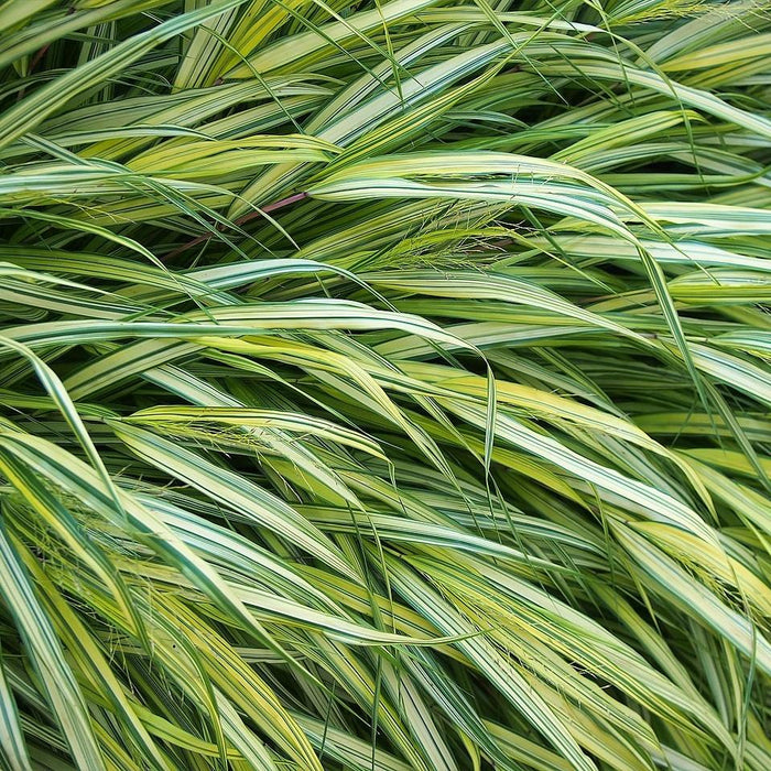 Hakonechloa macra 'Aureola'  - Golden Japanese Forest Grass, Hakone Grass - Shipped