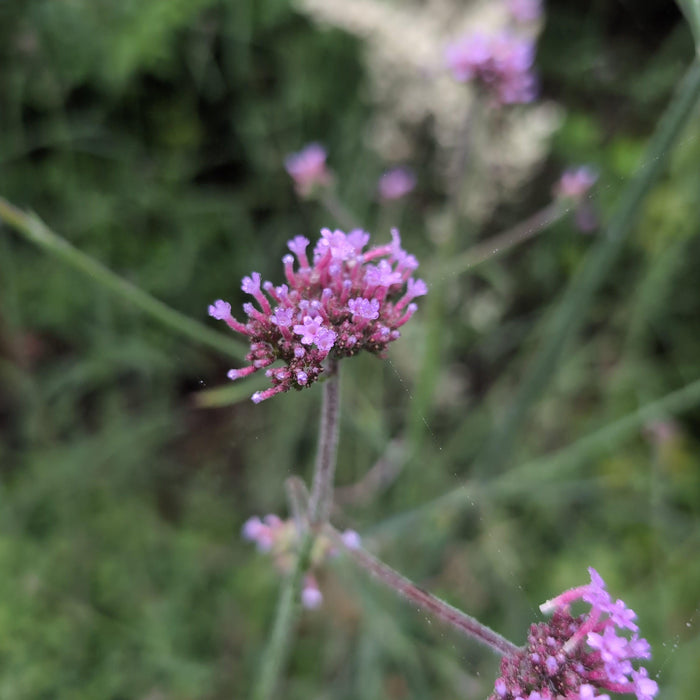 Verbena bonariensis 'Lollipop'   - Lollipop Verbena - Shipped