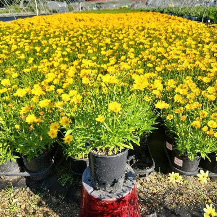 Coreopsis x 'Goldilocks'  - Lil' Bang™ Goldilocks Tickseed - Shipped