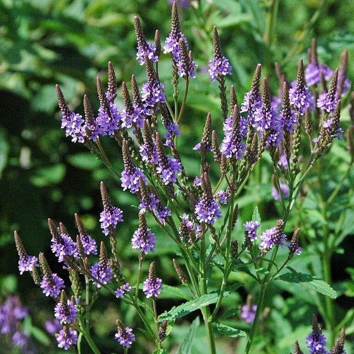 Verbena hastata  - Blue Vervain - Shipped
