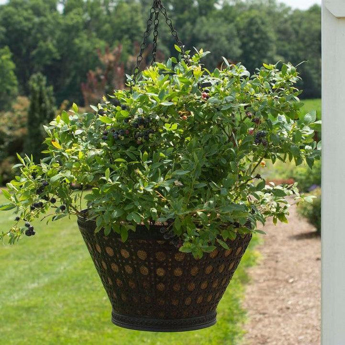 Vaccinium corymbosum hybrid 'FC12-029'  - Bushel and Berry® Sapphire Cascade Blueberry - Shipped