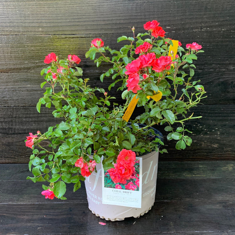 Coral Drift® Rose - Shipped