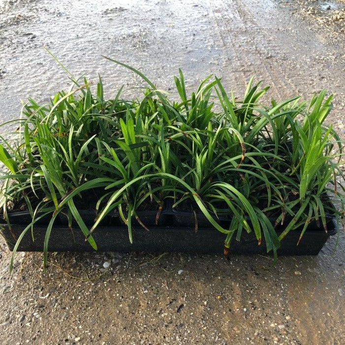 Liriope muscari 'Big Blue'  - Big Blue Lily Turf - Shipped