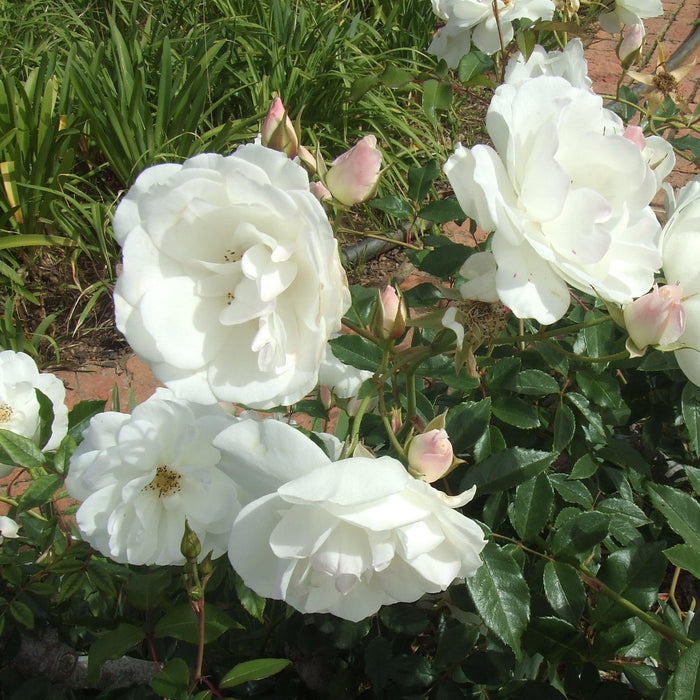 Rosa 'Korbin'  - Iceberg Rose - Shipped