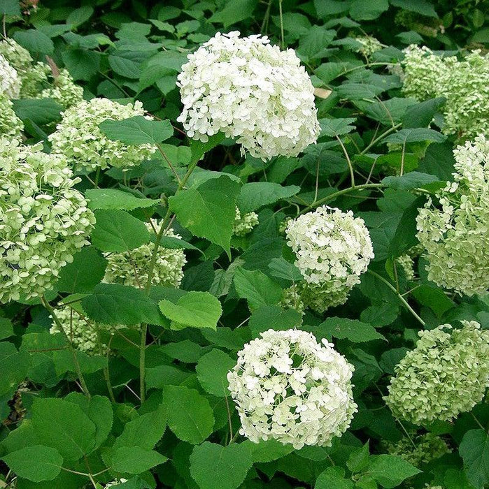 Hydrangea arborescens 'Annabelle'  - Mophead Hydrangea, Annabelle Hydrangea - Shipped