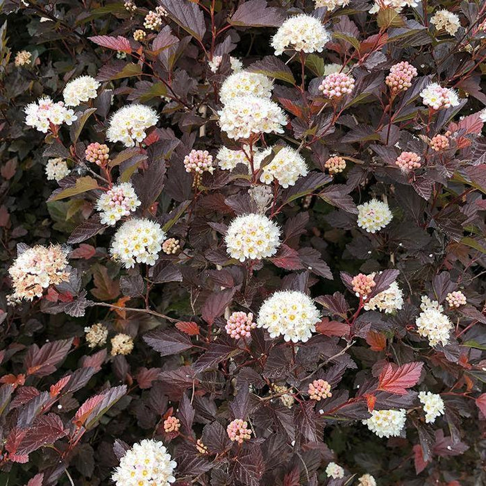Physocarpus opulifolius 'SMPOCG'  - Chroma Chameleon™ Ninebark - Shipped