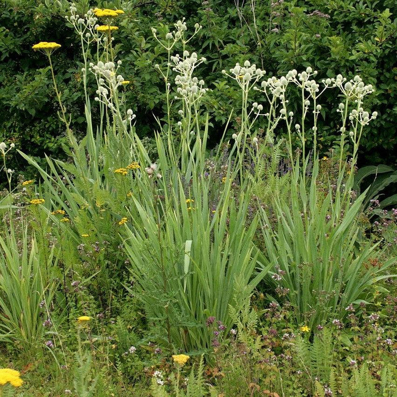 Rattlesnake Master - Shipped