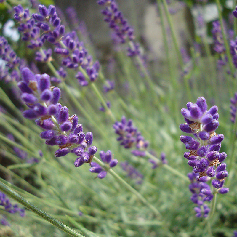 Hidcote English Lavender - Shipped