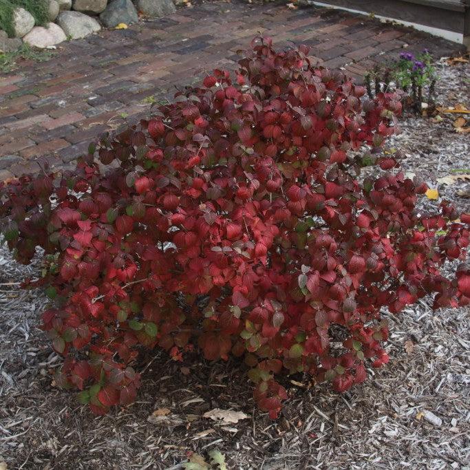 Viburnum carlesii ‘Select S’  - Sugar N' Spice™ Korean Spice Viburnum - Shipped