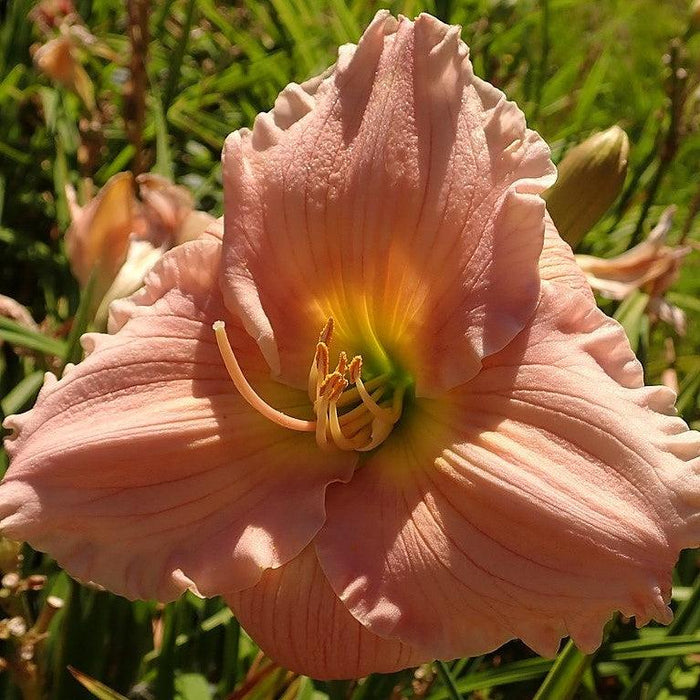 Hemerocallis 'Barbara Mitchell'  - Barbara Mitchell Daylily - Shipped