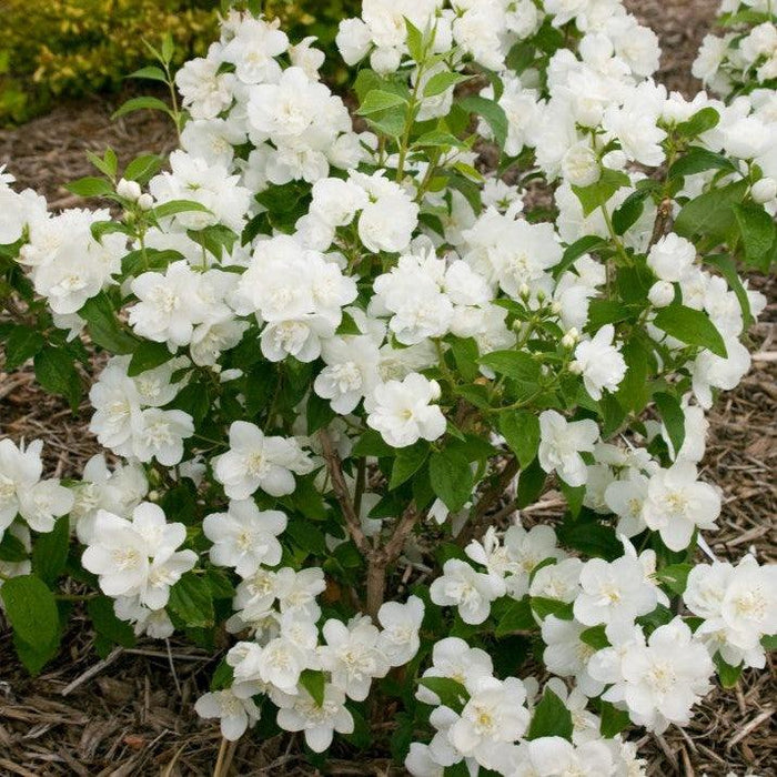 Philadelphus 'Snow White Fantasy'  - First Editions® Snow White™ Mockorange - Shipped